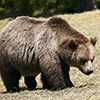 Grizzly Bear