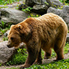 Brown Bear
