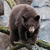 Black Bear