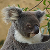 Koala Bear