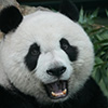 Panda Bear