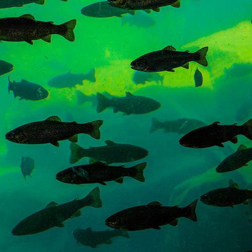 fish
