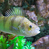 Perch
