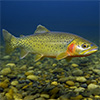 Trout