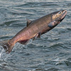 Salmon