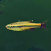 Minnow