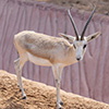 Gazelle