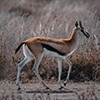 Thomson's gazelle