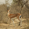 Rhim gazelle