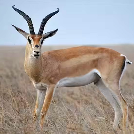 Mountain gazelle