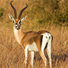 Grant's gazelle