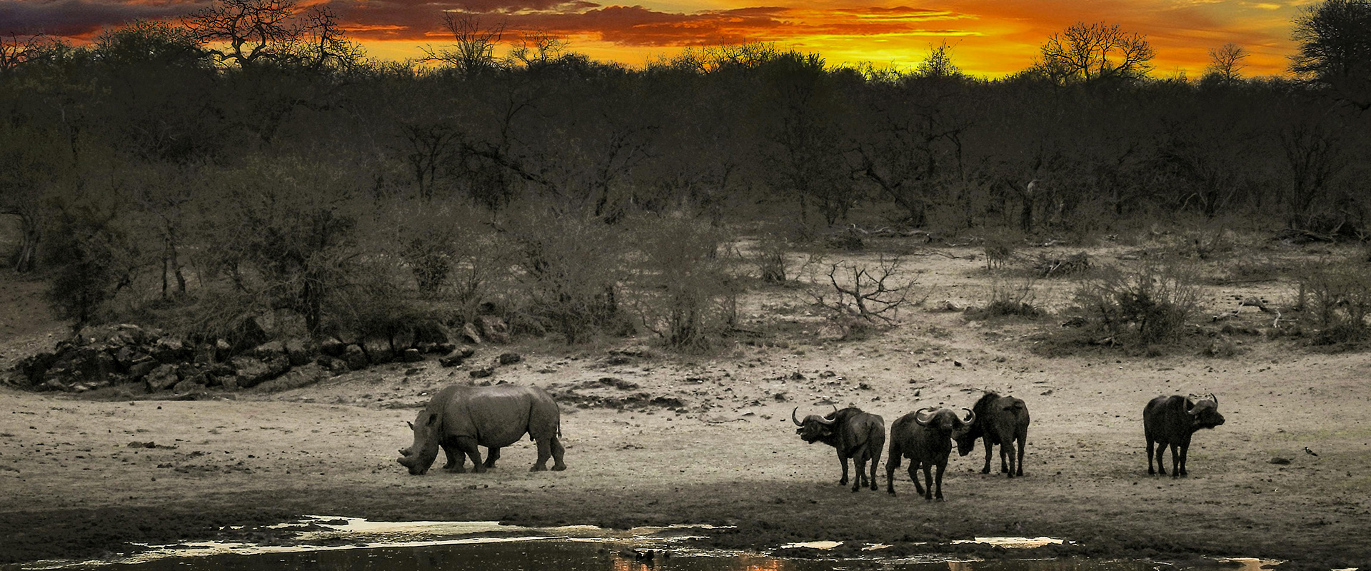 African wildlife grazing and drinking from lake.