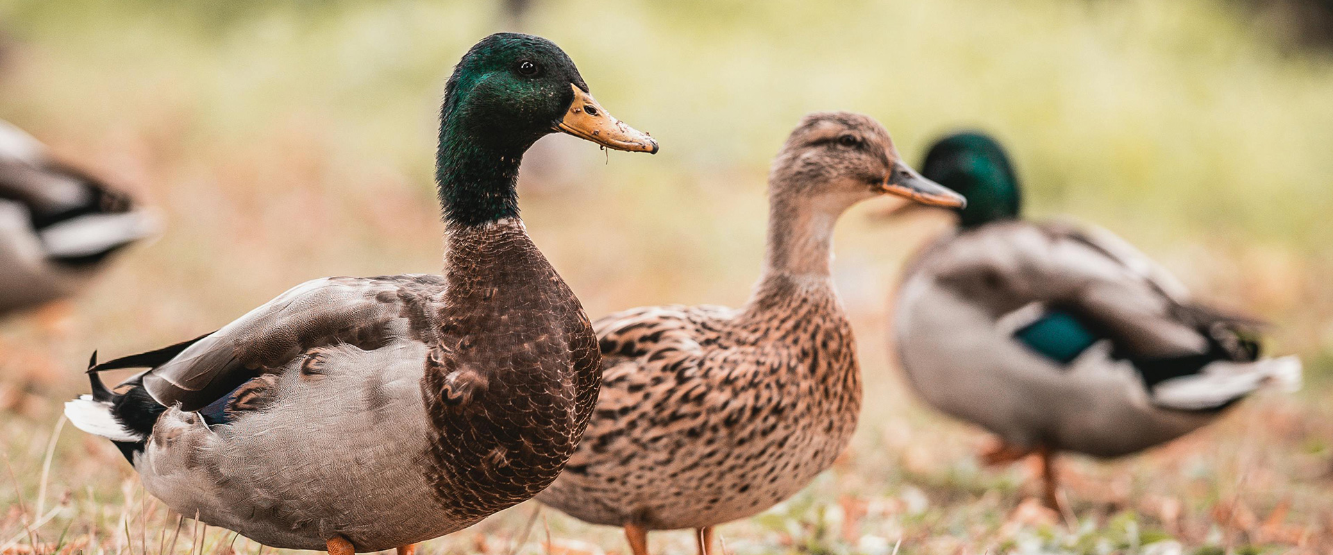 Ducks