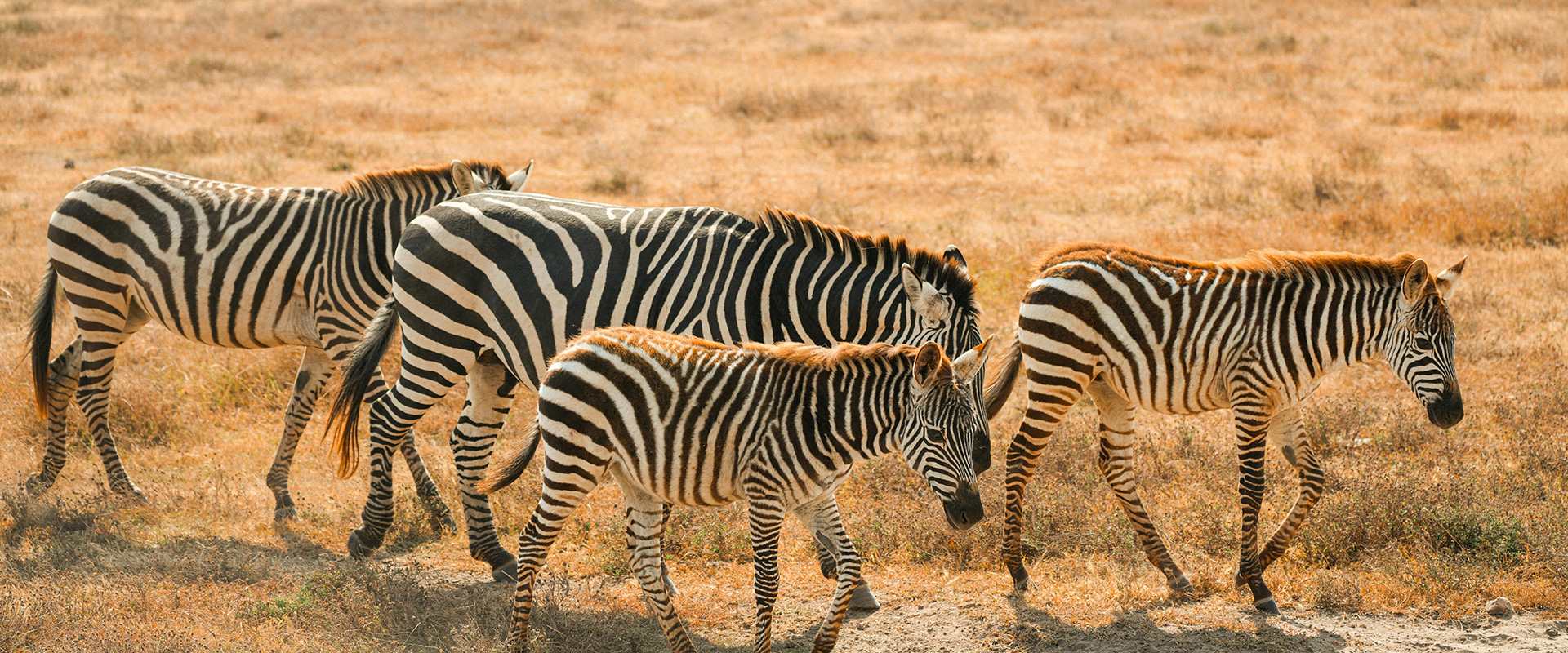 Zebras