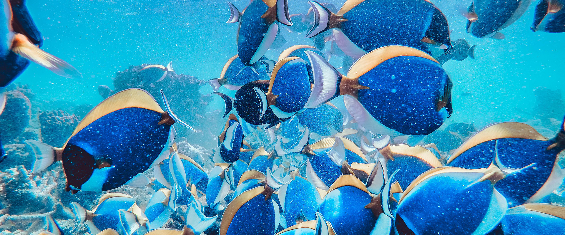Tropical fish