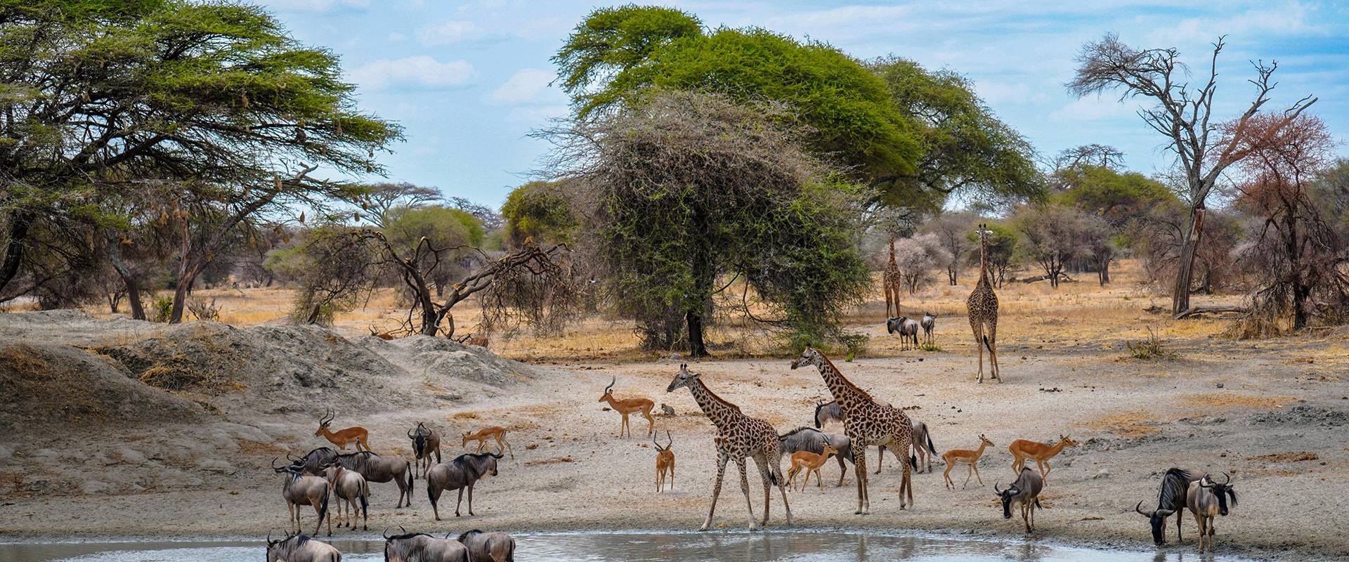 Giraffes and other animals grazing by lake.