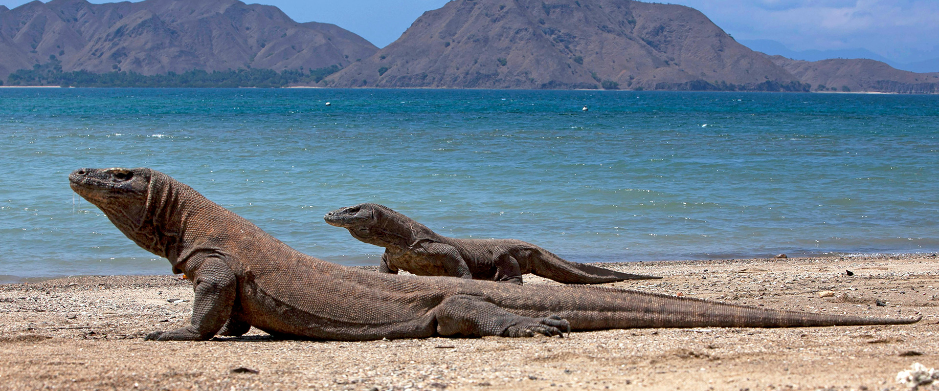Komodo dragons on a beach by the ocean.
